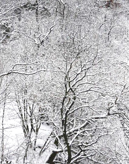 New York, Winter in Park 2.