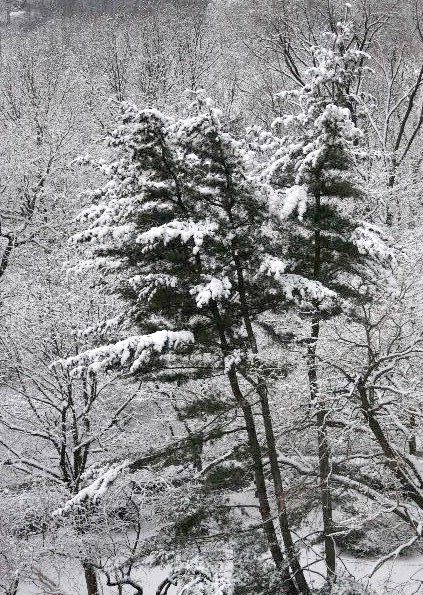 New York, Winter in Park 3.